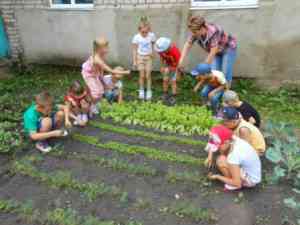 Воспитанники наблюдают за растениями на огороде